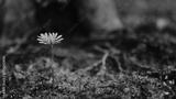 preview bw