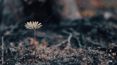 image to crop