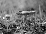 preview bw