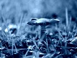 preview cold