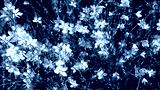 preview cold