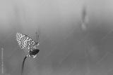 preview bw