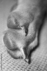preview bw