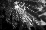 preview bw