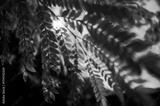 preview original