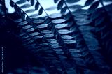 preview cold