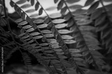 preview original
