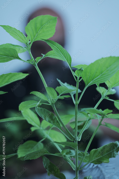 image to crop