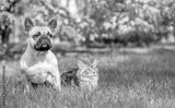 preview bw