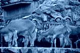 preview cold