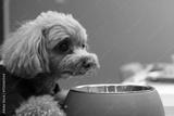 preview bw
