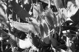 preview bw