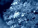 preview cold