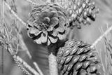 preview bw