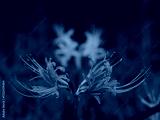 preview cold