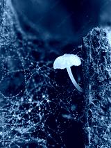 preview cold