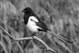 preview bw