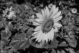 preview bw
