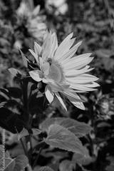 preview bw