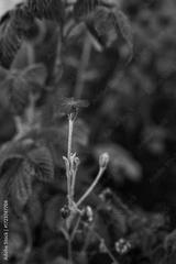 preview bw