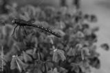 preview bw
