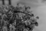 preview bw