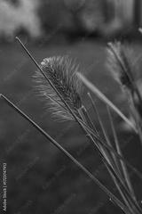 preview bw