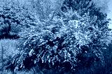 preview cold