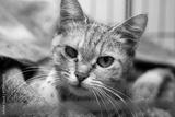 preview bw