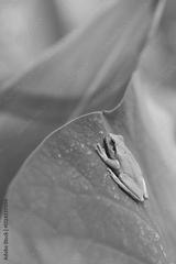 preview bw