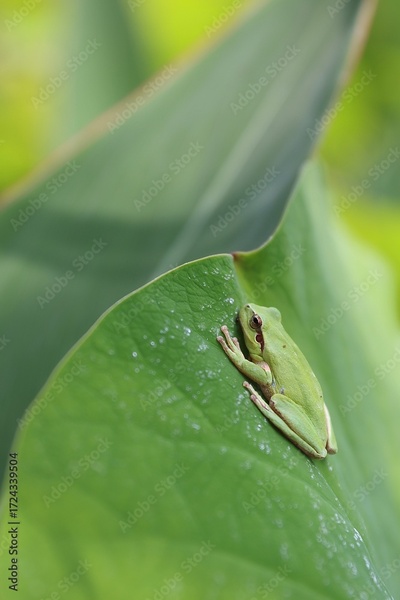 image to crop