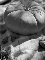 preview bw