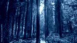 preview cold