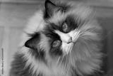 preview bw