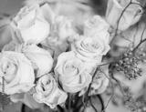 preview bw