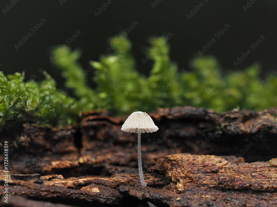 image to crop