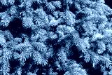 preview cold
