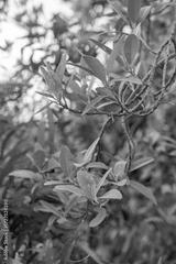 preview bw