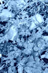 preview cold