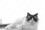 preview bw