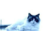 preview cold