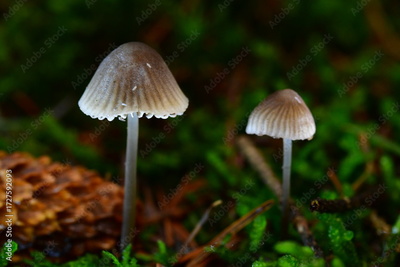 image to crop