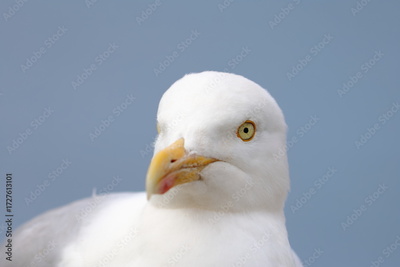 image to crop