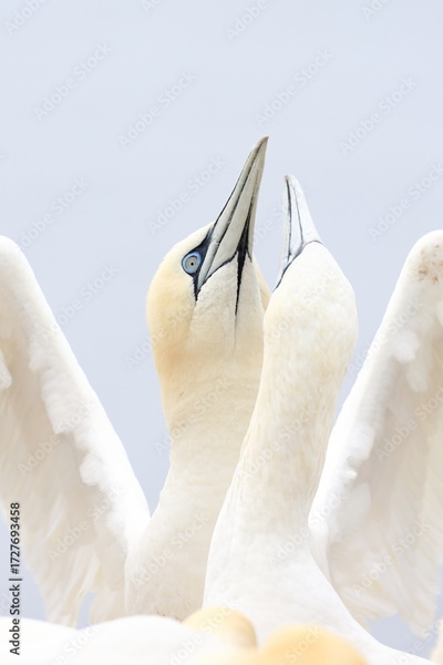image to crop