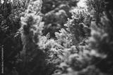 preview bw