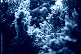 preview cold