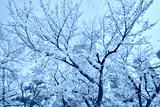 preview cold
