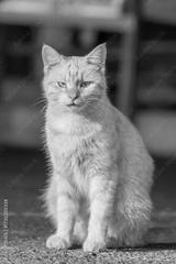 preview bw
