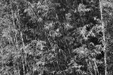 preview bw