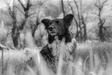preview bw